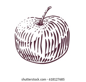 Hand drawn apple in engraving style. Vector illustration isolated on white background.