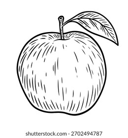 Hand drawn apple fruit, monochrome engraving, line art style vector illustration isolated on white background