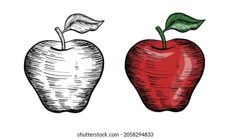 Hand Drawn Apple Illustration. Isolated on White Background. Hand drawn apples set. Outline style Black and White and red color apples. Doodle drawn retro style apple fruit. Healthy Fruit Illustration