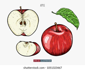 Mano dibujó manzana aislada. Plantilla para las obras de diseño. Ilustración vectorial de estilo grabado.