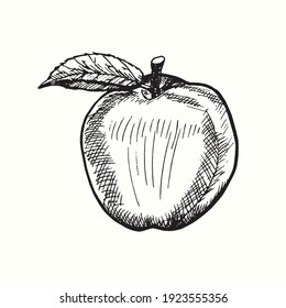 Hand drawn apple with leaf. Ink black and white drawing. Vector illustration