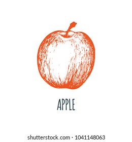 Hand drawn apple on white background. Vector illustration of fruit. Vegetarian food sketch. Farm market product.