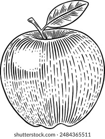 Hand drawn Apple Sketch Illustration