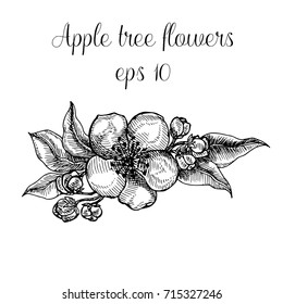 Hand drawn apple tree flowers