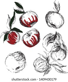 Hand drawn apple vector illustration. 