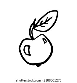 Hand drawn apple Vector illustration on white background