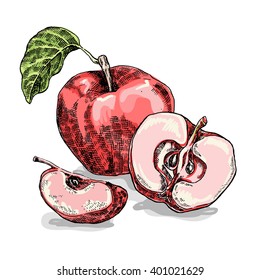 Hand drawn apple. Vector illustration. Sketch style