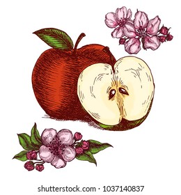 Hand drawn apples and apple tree flowers
