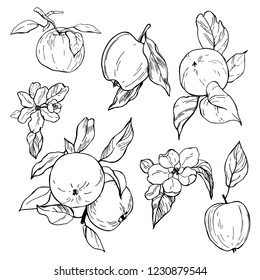 Hand drawn apples. Fruits and flowers.  Vector sketch  illustration.