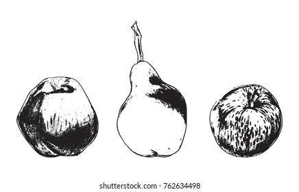 Hand drawn apples and pear, hand drawn, isolated on white. Vector illustration