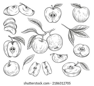 Hand drawn apples set. Sketches with whole fruits, cut pieces, slices and parts. Vintage design elements for packaging and printing. Simple linear vector collection isolated on white background