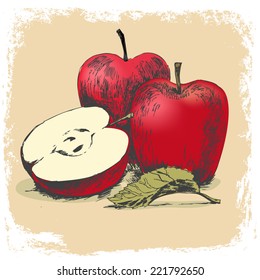 hand drawn of apples.vector illustration