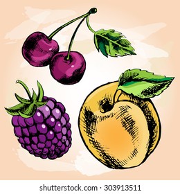  Hand drawn apricot, cherries and blackberry. Vector Illustration.