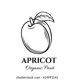 Hand drawn apricot icon. Vector badge fruit in the old ink style for brochures, banner, restaurant menu and market