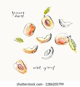Hand drawn apricots, half and cut with leaves and stone. Summer ink and watercolor stain illustration. For food and drink background design.