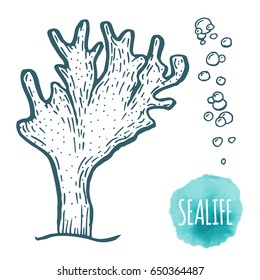 Hand drawn aquatic coral doodle vector illustration. Sketch.