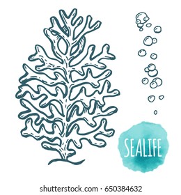 Hand drawn aquatic coral doodle vector illustration. Sketch.