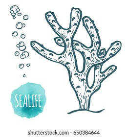 Hand drawn aquatic coral doodle vector illustration. Sketch.
