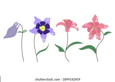 Hand drawn aquilegia, columbine flower. Flat modern illustration. Elements for summer or spring design, wedding, greeting card.