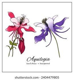 hand drawn Aquilegia flowers. Colored sketch of columbine flowers for botany books, articles, design, decoration