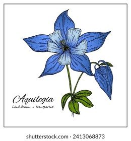 Hand drawn Aquilegia vulgaris flowers. Blooming Columbine flower with buds, branches with leaves. Botany colorful illustration on white background.