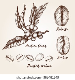 Hand drawn arabica and robusta beans. Types of coffee beans.