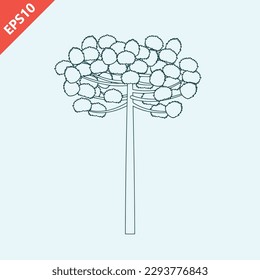 Hand drawn araucaria tree design vector flat modern isolated illustration