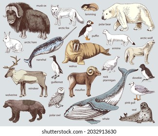 Hand drawn Arctic animals collection