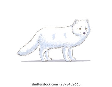 Hand Drawn Arctic Fox Vector Illustration