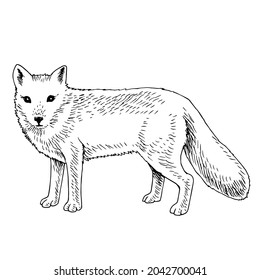 Hand drawn Arctic fox, Vulpes lagopus