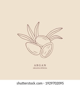 Hand drawn argan illustration. Botanical design for organic cosmetics, medicine