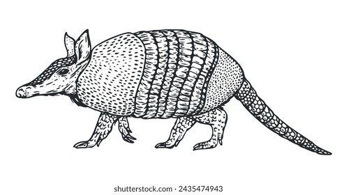 Armadillo dibujado a mano en estilo monocromo boceto. Animal de América del Sur aislado sobre fondo blanco. Vector ilustración vintage.