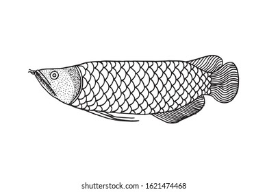 Hand drawn arowana fish. Vector Illustration. for logo or other design. isolated in white background