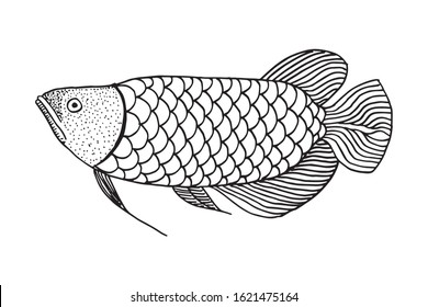 Hand drawn arowana fish. Vector Illustration. for logo or other design. isolated in white background