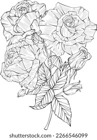 Hand Drawn arrangement of rose flowers, Detailed illustration of roses for clothing, home decor, cards and templates, scrap booking, post cards, frames.
