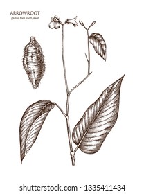 Hand drawn Arrowroot illustration. Gluten free food. Agricultural plant drawing with beans, leaves and flowers. Vegan and healthy. Great for packaging, label, icon. Lineart. Vector outlines. 
