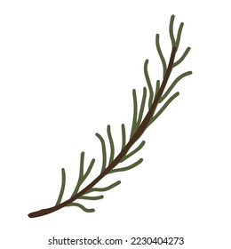 Hand drawn art of spruce branch. Christmas decorative floral element in doodle style