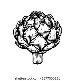 Hand Drawn Artichoke, Line Art Engraving Style Vector Illustration