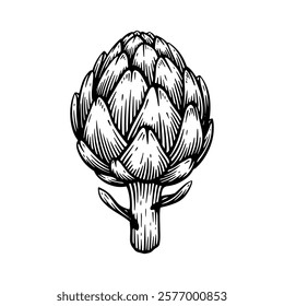Hand drawn artichoke. Artichoke line art vector illustration