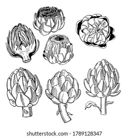 Hand drawn artichoke on white background.  Vector sketch  illustration.