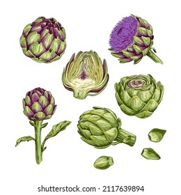 Hand drawn artichoke  Set sketches and whole artichoke  cut in half  plant   flower  Vector illustration isolated white background 