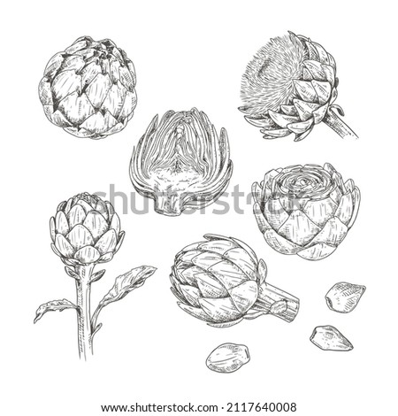 Similar – Image, Stock Photo artichokes bud Violet