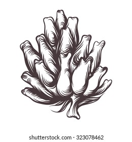 Hand drawn artichoke. Vector line art.