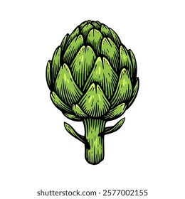 Hand drawn artichoke. Artichoke vintage vector illustration