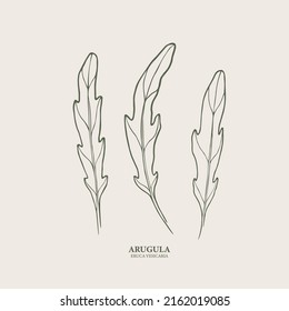 Hand drawn arugula. Botanical line art illustration