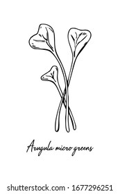 Hand drawn arugula micro greens. Vector illustration in sketch style isolated on white background