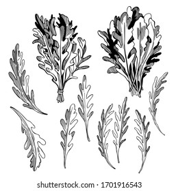 Hand drawn Arugula Salad. Rucola leaves. Vector sketch  illustration.