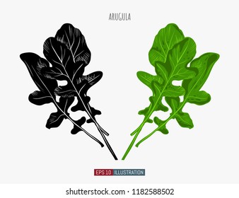 Hand drawn arugula. Template for your design works. Engraved style vector illustration.