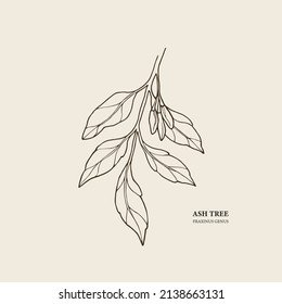 Hand drawn ash tree branch illustration