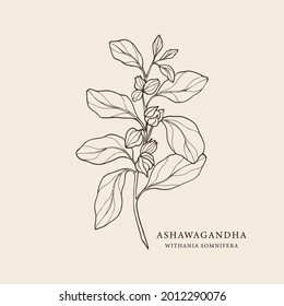 Hand drawn ashwagandha. Botanical illustration for organic cosmetics, ayurveda, alternative medicine